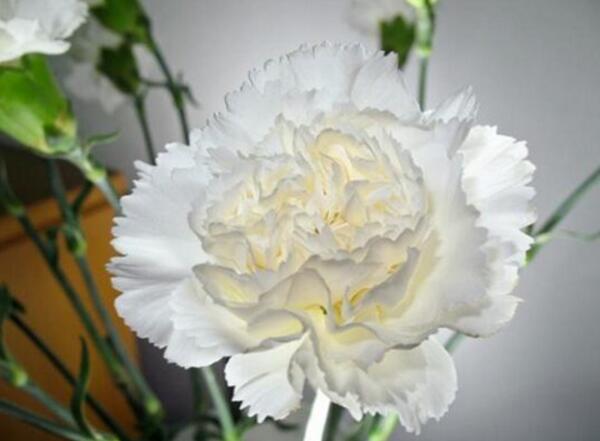 白色康乃馨花语