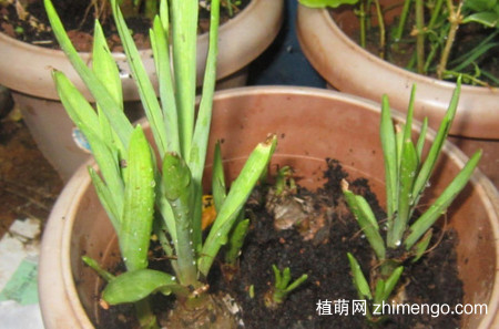 晚香玉只长叶子不开花怎么办？