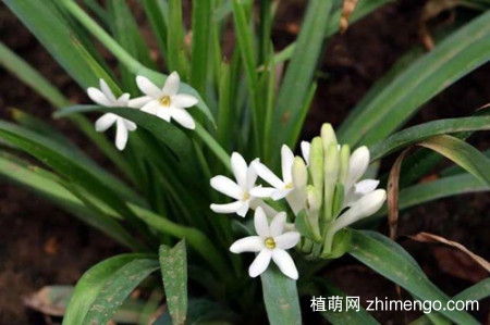 晚香玉只长叶子不开花怎么办？