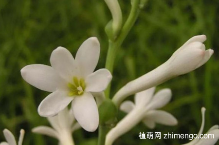 晚香玉只长叶子不开花怎么办？