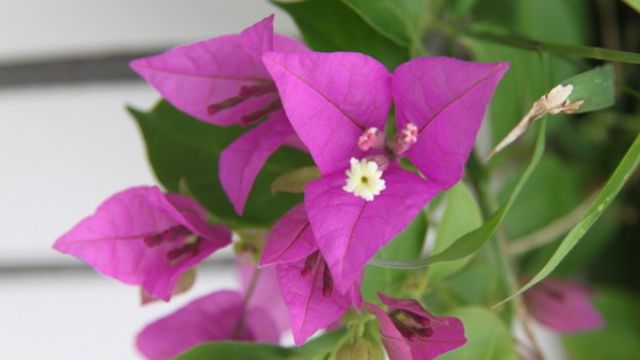 三角梅的花语是什么？有关三角梅花语有哪些传说？