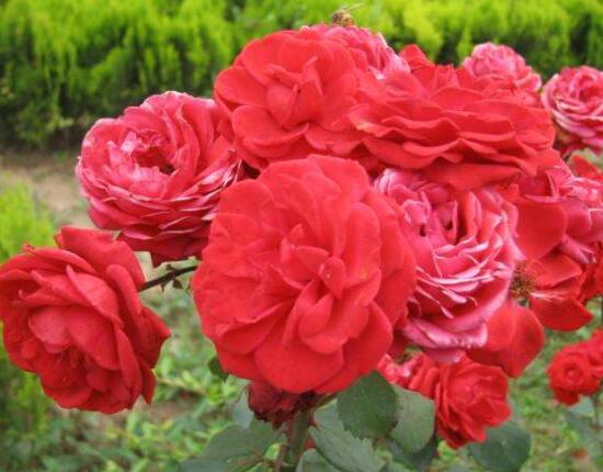 月季花的花语是什么，希望和幸福