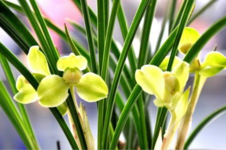 兰花代表什么？兰花花语介绍