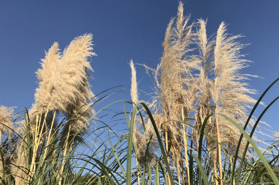 芦苇花的介绍