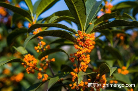 金桂花树怎么养，金桂花树的养殖方法和注意事项