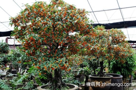 金桂花树怎么养，金桂花树的养殖方法和注意事项