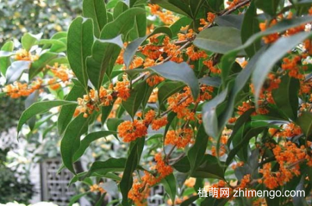 金桂花树怎么养，金桂花树的养殖方法和注意事项