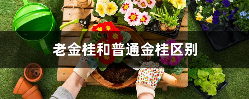 老金桂和普通金桂区别