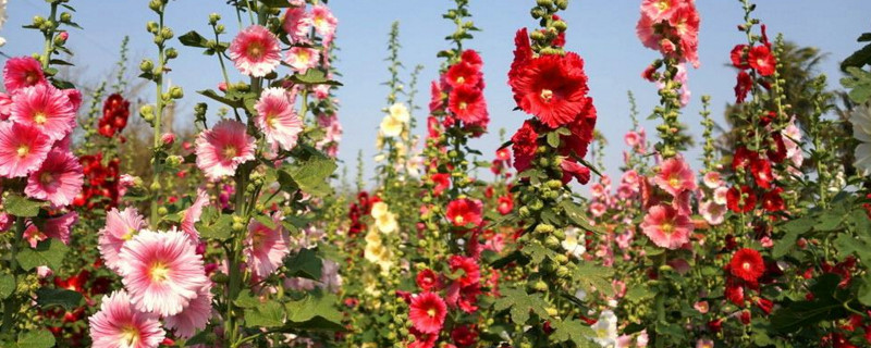 蜀葵花的花语