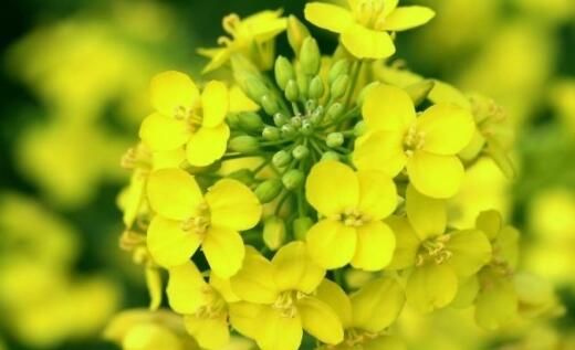 油菜花的花语是什么？原来是你想要的以后都会有