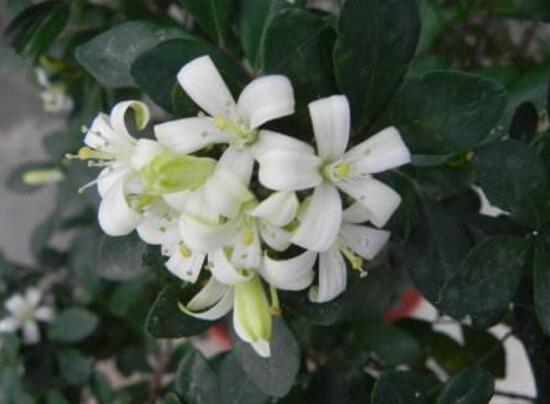 九里香花语是什么