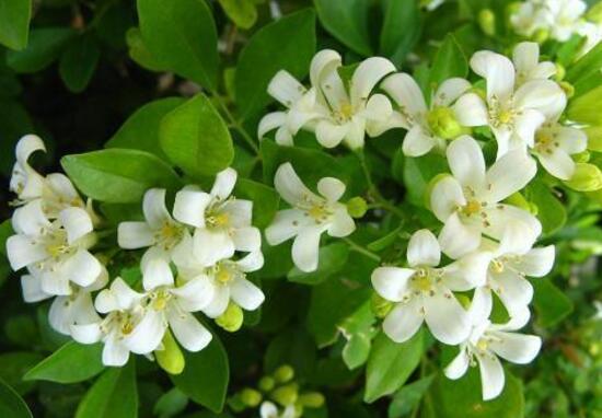 九里香花语是什么