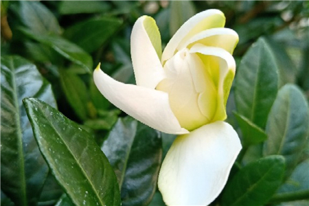 栀子花的介绍，栀子花的花语