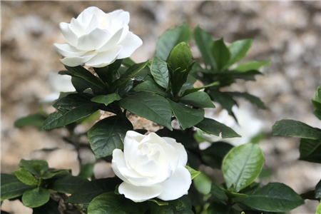 栀子花的介绍，栀子花的花语