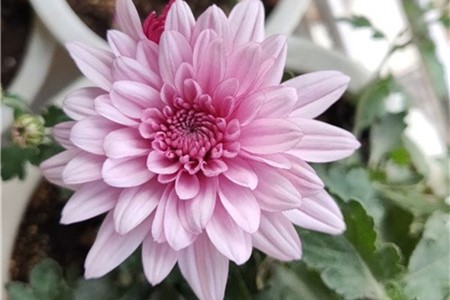 黄菊花的花语，各种颜色菊花的花语