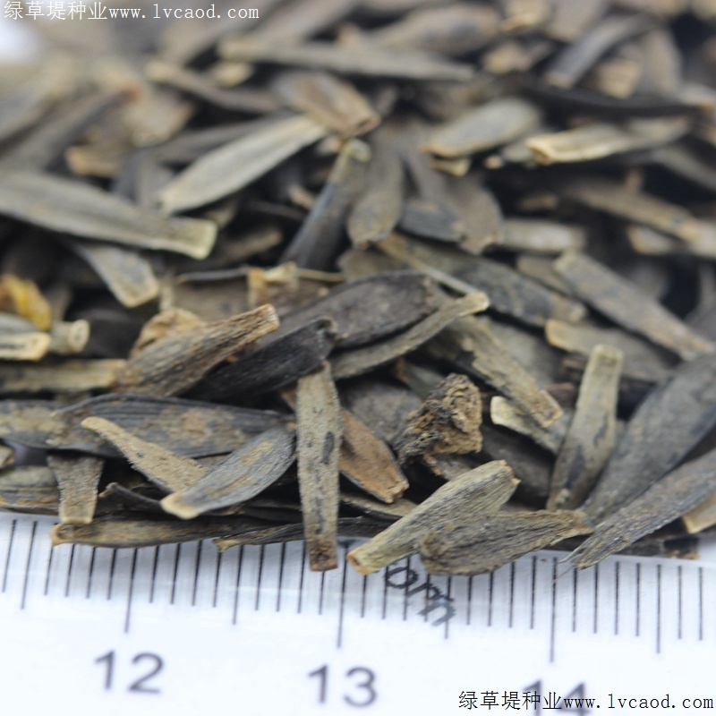 小丽花的花语有什么特殊含义,适合在什么环境下生长