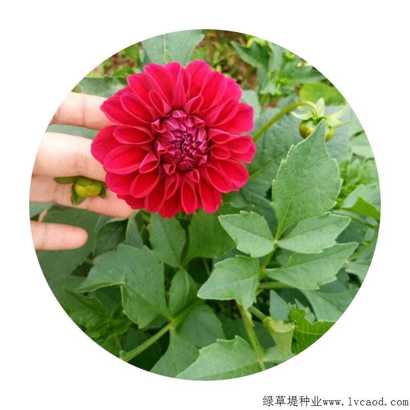 小丽花的花语有什么特殊含义,适合在什么环境下生长