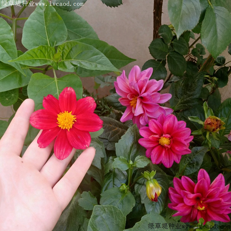 小丽花的花语有什么特殊含义,适合在什么环境下生长