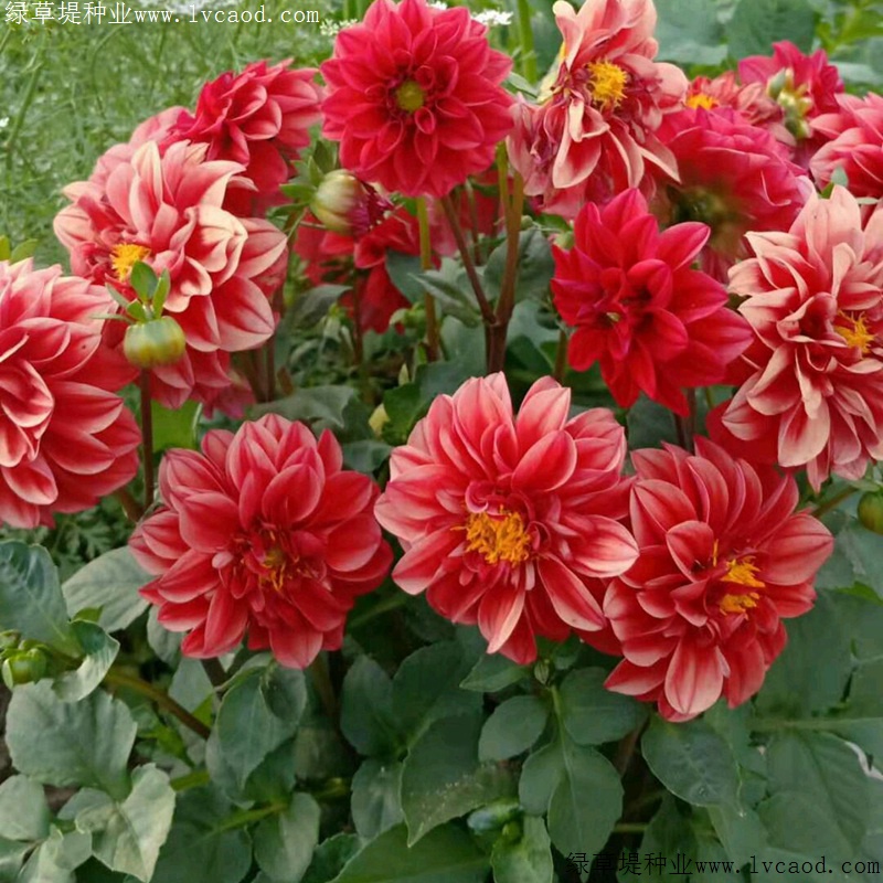 小丽花的花语有什么特殊含义,适合在什么环境下生长
