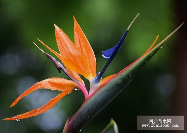 鹤望兰（Strelitzia reginae）的花语