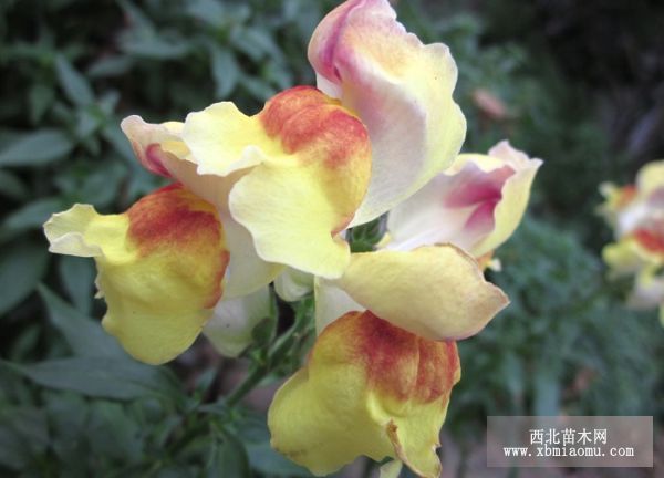 金鱼草（Antirrhinum majus）的花语
