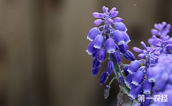 葡萄风信子的花期与复花条件