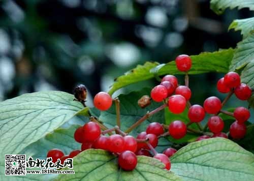 天目琼花介绍|天目琼花果实图片