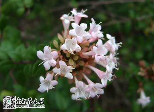 四招教你如何区分野外植物|天目琼花与风箱果区别