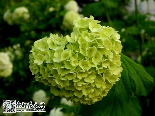 四招教你如何区分野外植物|天目琼花与风箱果区别