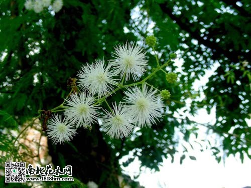 四招教你如何区分野外植物|天目琼花与风箱果区别