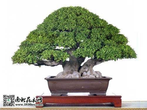四招教你如何区分野外植物|天目琼花与风箱果区别