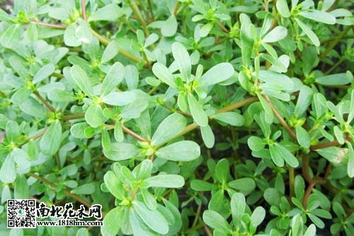 四招教你如何区分野外植物|天目琼花与风箱果区别