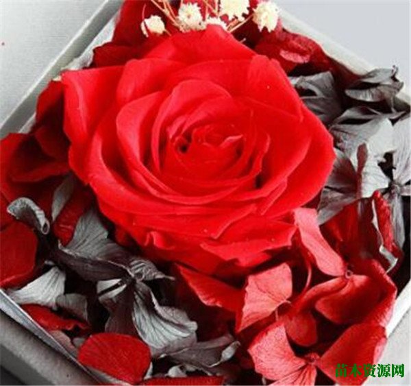 结婚纪念日送什么花 结婚纪念日送几朵花