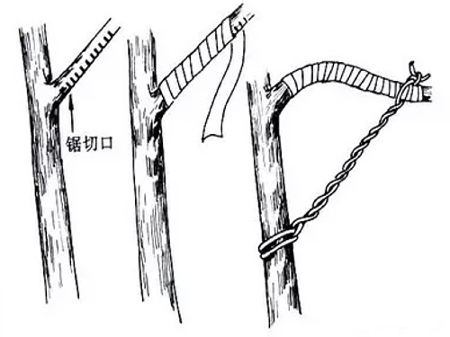 盆景拿弯技术图解