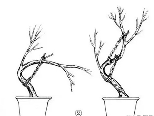 盆景拿弯技术图解