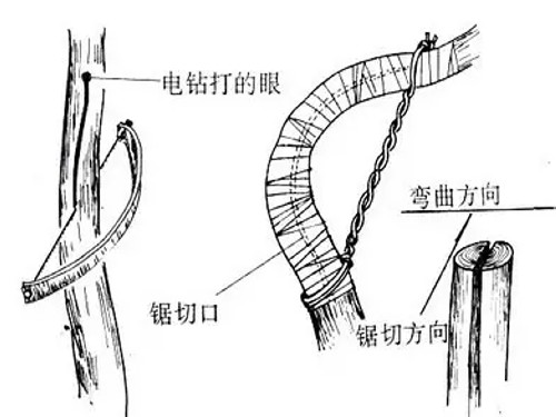 盆景拿弯技术图解