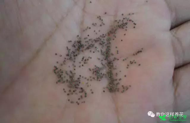 传说中死不了的花，扔到屋顶瓦片上都能活！