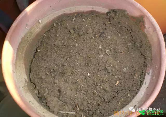 传说中死不了的花，扔到屋顶瓦片上都能活！