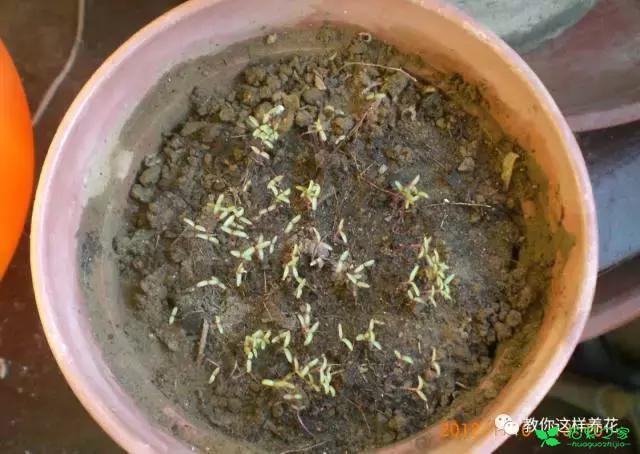 传说中死不了的花，扔到屋顶瓦片上都能活！