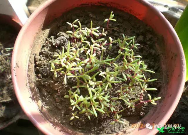 传说中死不了的花，扔到屋顶瓦片上都能活！