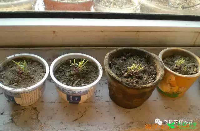 传说中死不了的花，扔到屋顶瓦片上都能活！