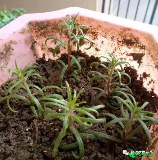 传说中死不了的花，扔到屋顶瓦片上都能活！