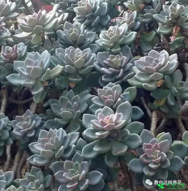 传说中死不了的花，扔到屋顶瓦片上都能活！