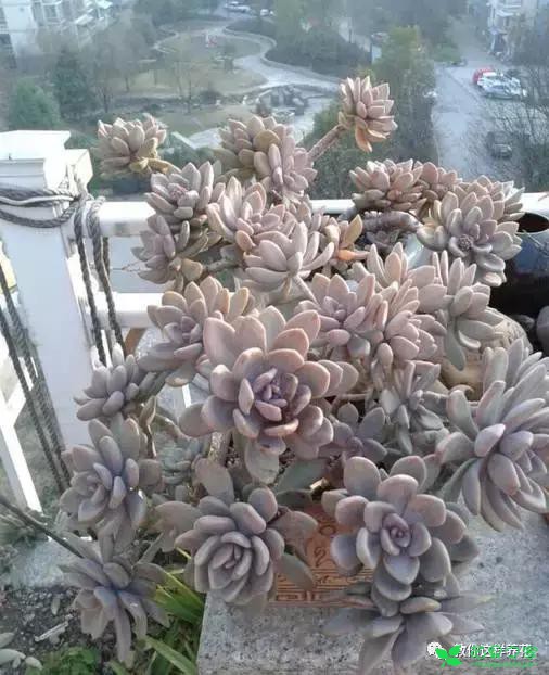 传说中死不了的花，扔到屋顶瓦片上都能活！