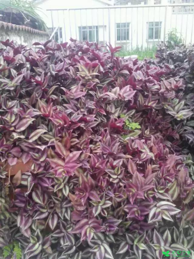 传说中死不了的花，扔到屋顶瓦片上都能活！
