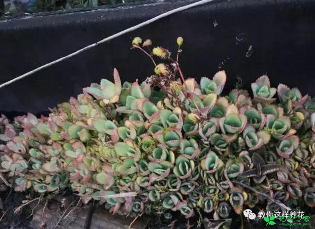 传说中死不了的花，扔到屋顶瓦片上都能活！