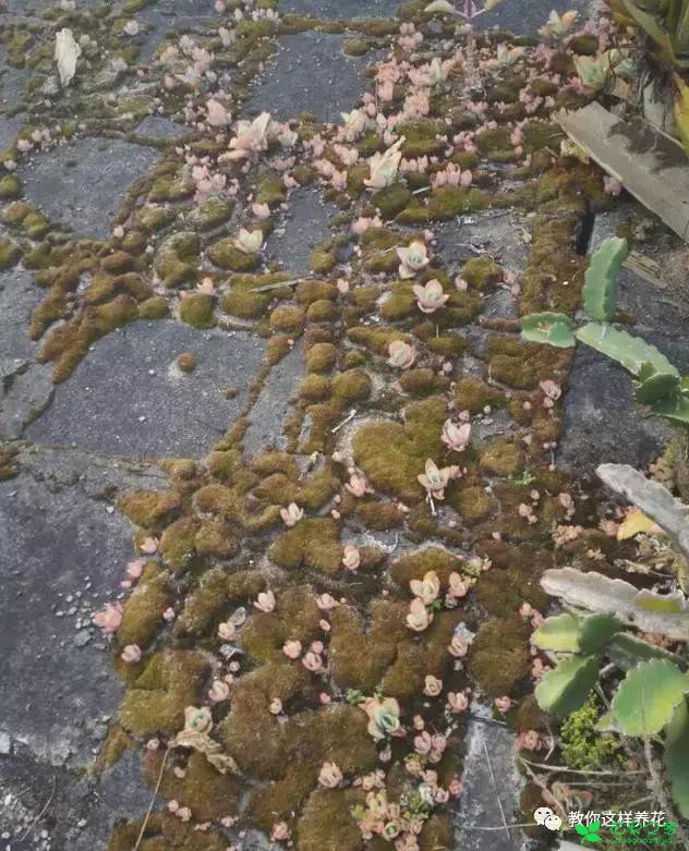 传说中死不了的花，扔到屋顶瓦片上都能活！