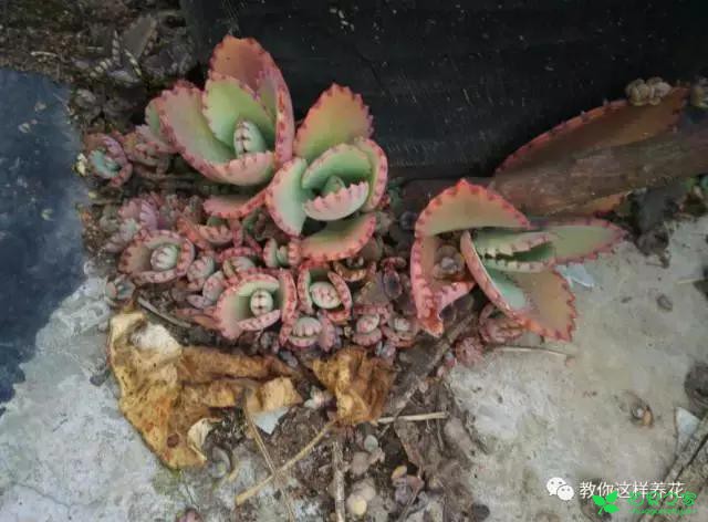 传说中死不了的花，扔到屋顶瓦片上都能活！