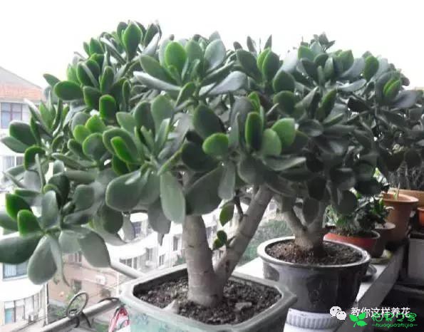 传说中死不了的花，扔到屋顶瓦片上都能活！