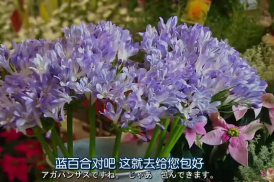 蓝百合的花语